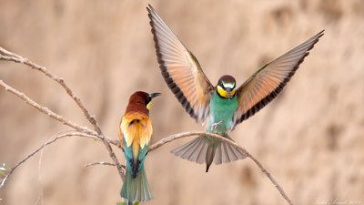 Arıkuşu