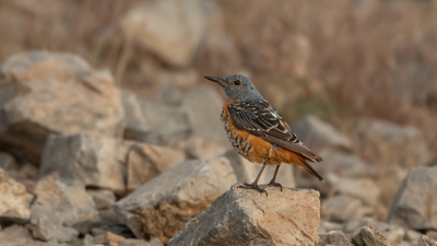 Taşkızılı - Monticola saxatilis kuş fotoğrafı