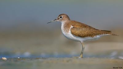 Dere Düdükçünü - Actitis hypoleucos kuş fotoğrafı