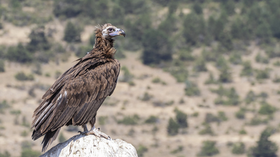 Kara Akbaba - Aegypius monachus kuş fotoğrafı