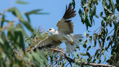 Ak Çaylak (Elanus caeruleus) - Adana / Karataş kuş fotoğrafı