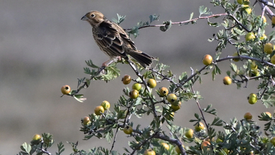 Tarla çintesi (Emberiza calandra) - Kütahya / Merkez kuş fotoğrafı