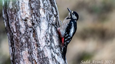 Orman alaca ağaçkakanı (Dendrocopos major) - Ankara / Sincan kuş fotoğrafı