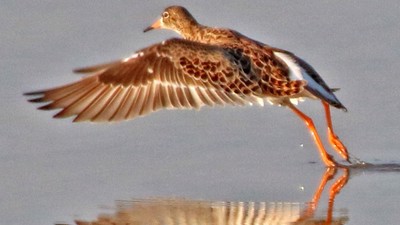 Sarıbacaklı Kumkuşu (Calidris temminckii) - Çanakkale / Ezine kuş fotoğrafı