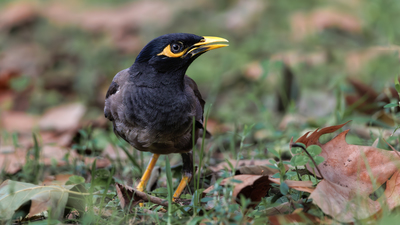 Çiğdeci (Acridotheres tristis) - İstanbul / Fatih kuş fotoğrafı