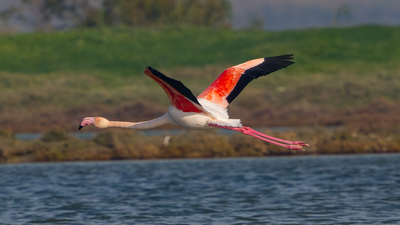 Flamingo