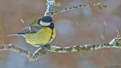 Büyük Baştankara - Parus major kuş fotoğrafı
