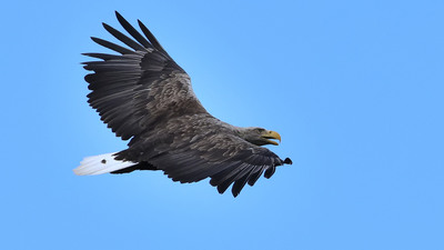 Akkuyruklu Kartal
