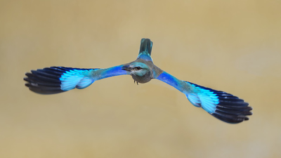Gökkuzgun (Coracias garrulus) - Ankara / Gölbaşı kuş fotoğrafı