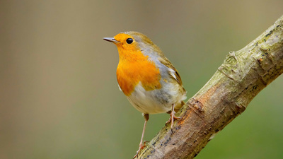 Kızılgerdan - Erithacus rubecula kuş fotoğrafı