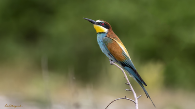 Arıkuşu - Merops apiaster kuş fotoğrafı