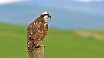 Balık Kartalı - Pandion haliaetus