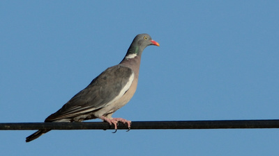 Tahtalı