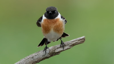 Taşkuşu - Saxicola rubicola kuş fotoğrafı
