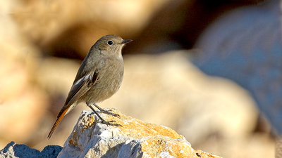 Kara kızılkuyruk (Phoenicurus ochruros) - Malatya / Yeşilyurt kuş fotoğrafı