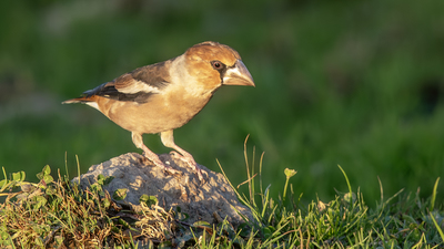 Kocabaş - Coccothraustes coccothraustes kuş fotoğrafı