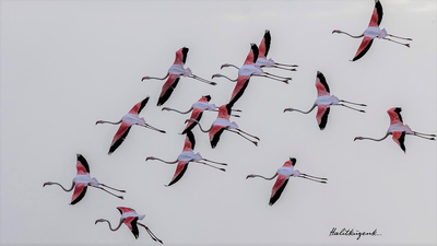 Flamingo - Phoenicopterus roseus kuş fotoğrafı