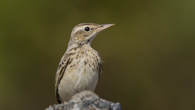Kır İncirkuşu - Anthus campestris kuş fotoğrafı