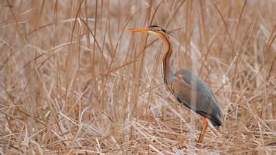 Erguvani Balıkçıl - Ardea purpurea kuş fotoğrafı