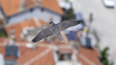 Gök Doğan - Falco peregrinus kuş fotoğrafı