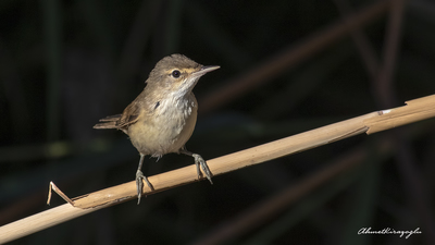 Saz Kamışçını - Acrocephalus scirpaceus kuş fotoğrafı