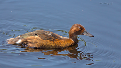 Pasbaş Patka