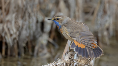 Mavigerdan - Luscinia svecica kuş fotoğrafı