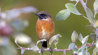 Taşkuşu - Saxicola rubicola kuş fotoğrafı