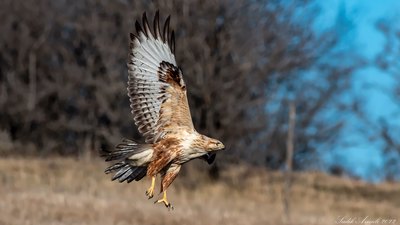 Kızıl Şahin - Buteo rufinus kuş fotoğrafı