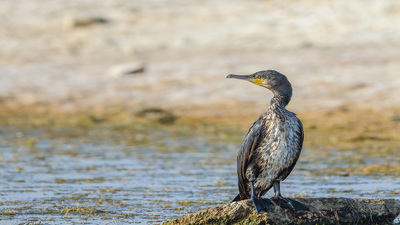 Karabatak (Phalacrocorax carbo) - Ankara / Gölbaşı kuş fotoğrafı