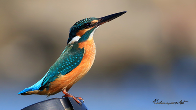 Yalıçapkını (Alcedo atthis) - Trabzon / Akçaabat kuş fotoğrafı