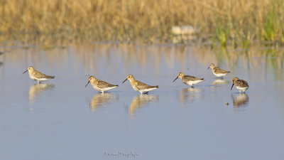Karakarınlı kumkuşu (Calidris alpina) - Adana / Karataş kuş fotoğrafı