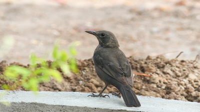 Karatavuk