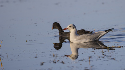 Karabaş Martı (Chroicocephalus ridibundus) - Ankara / Gölbaşı kuş fotoğrafı