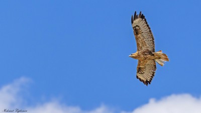 Kızıl Şahin