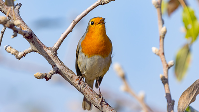 Kızılgerdan - Erithacus rubecula kuş fotoğrafı