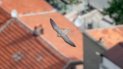 Gök Doğan