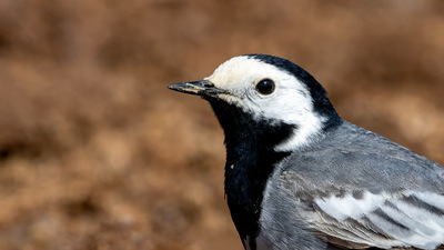 Ak Kuyruksallayan - Motacilla alba kuş fotoğrafı