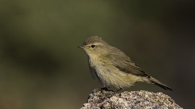 Çıvgın - Phylloscopus collybita kuş fotoğrafı
