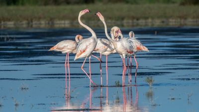 Flamingo