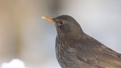 Karatavuk