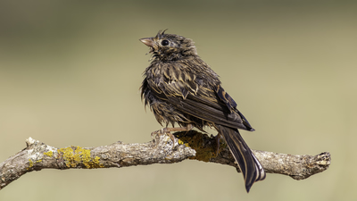 Kızıl Kirazkuşu - Emberiza caesia kuş fotoğrafı