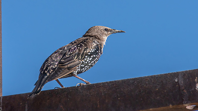 Sığırcık (Sturnus vulgaris) - Burdur / Yeşilova kuş fotoğrafı