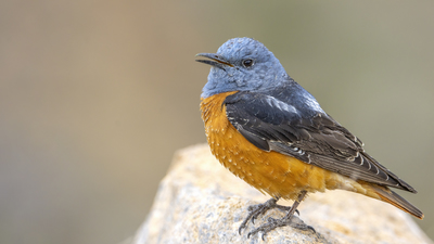 Taşkızılı - Monticola saxatilis kuş fotoğrafı