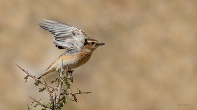 Çayır Taşkuşu (Saxicola rubetra) - Bilecik / Bozüyük kuş fotoğrafı