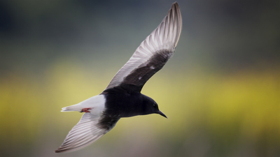 Akkanatlı Sumru - Chlidonias leucopterus kuş fotoğrafı