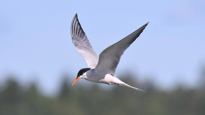 Sumru - Sterna hirundo kuş fotoğrafı