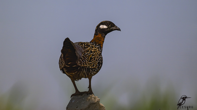 Turaç - Francolinus francolinus kuş fotoğrafı