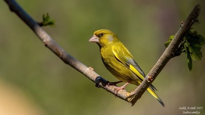 Florya