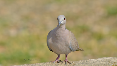 Kumru - Streptopelia decaocto kuş fotoğrafı